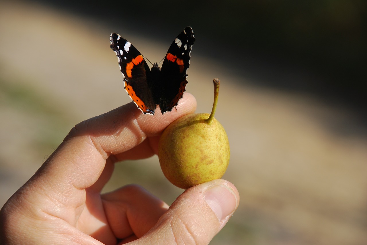 butterfly fruit hand free photo