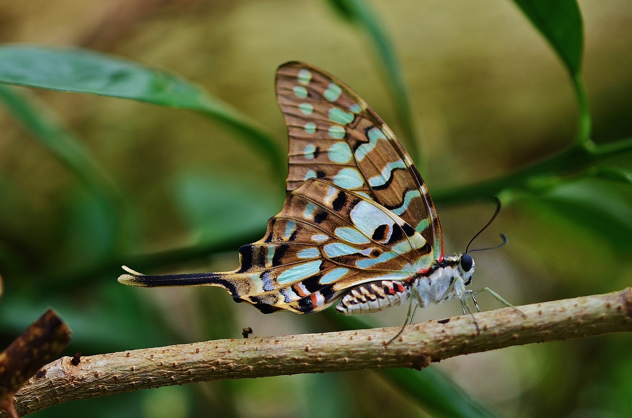 butterfly insect colorful free photo