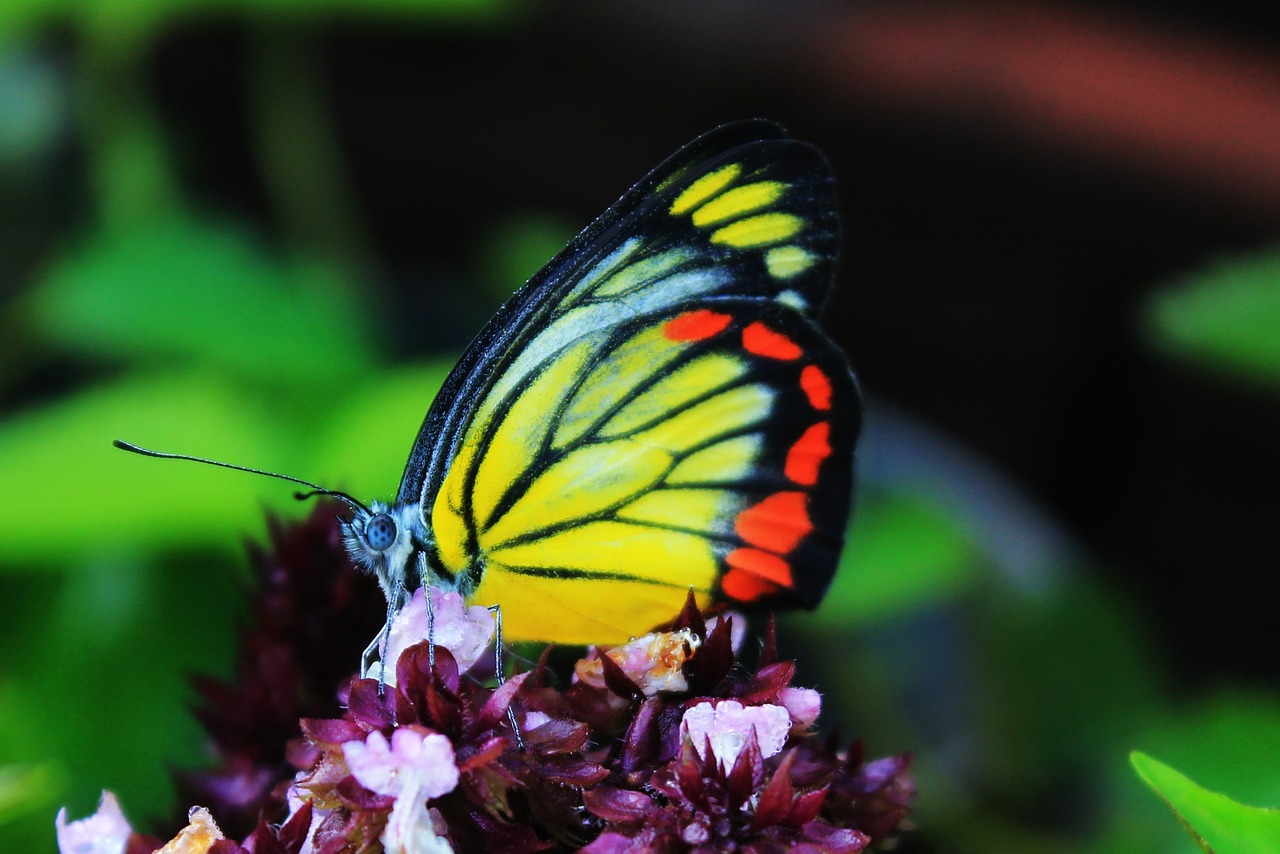 butterfly insect flower free photo