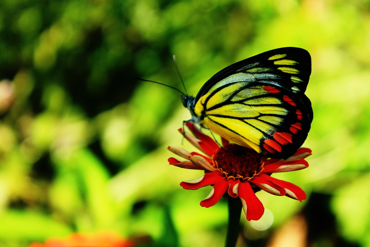 butterfly insect bright free photo