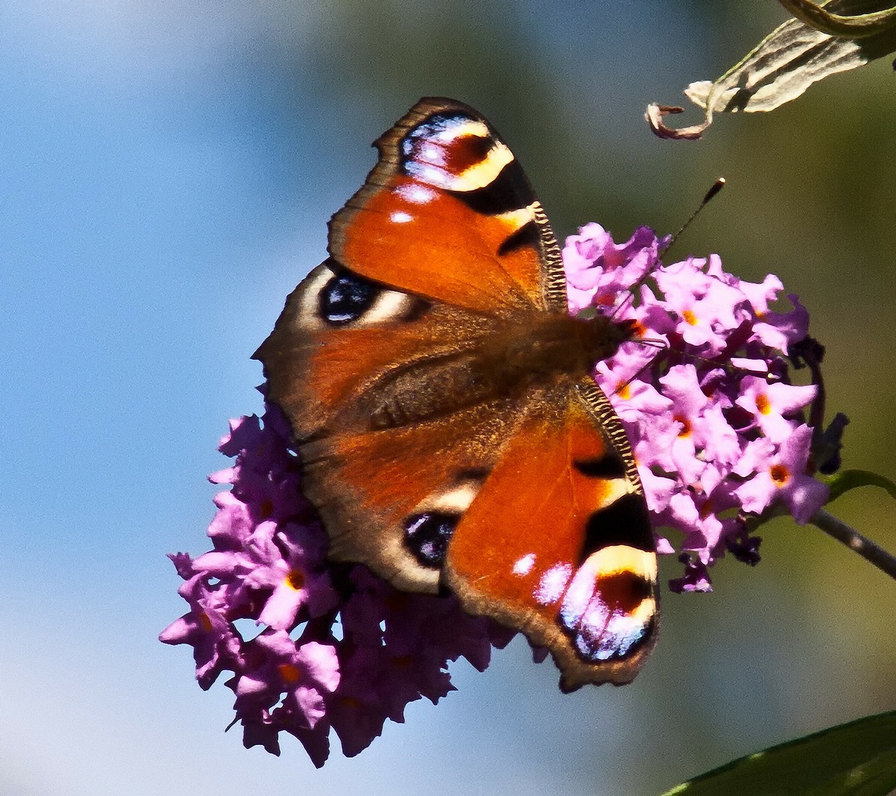 butterfly flowers butterflies free photo