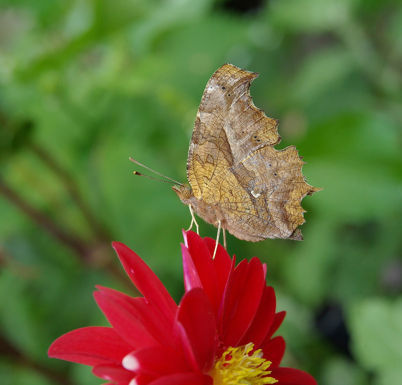 butterfly flower dahlia free photo