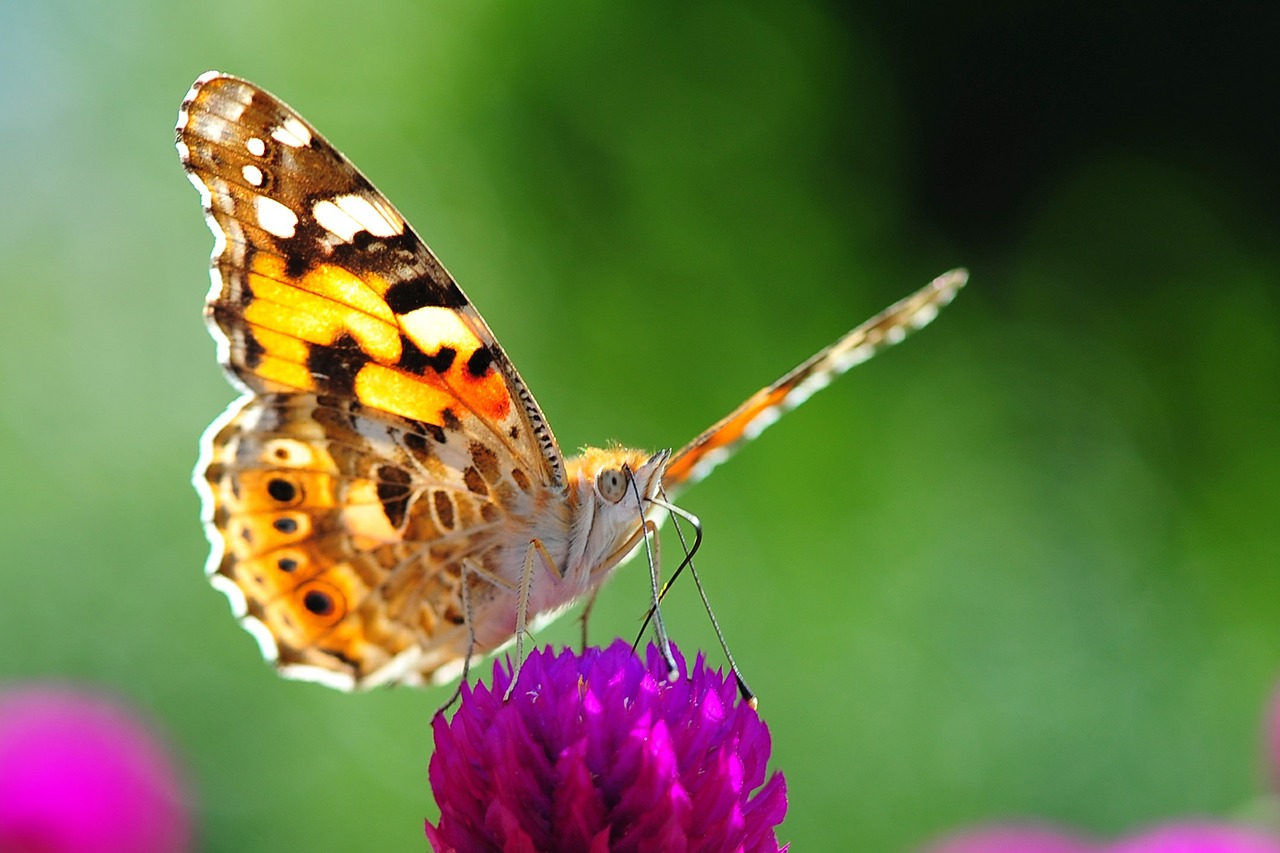 butterfly insects spring free photo