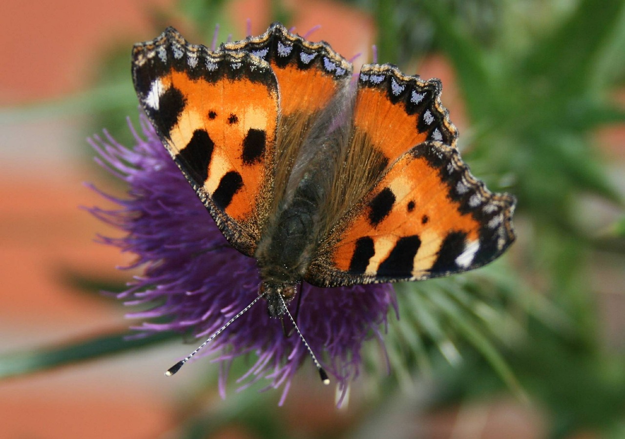 butterfly little fox butterflies free photo