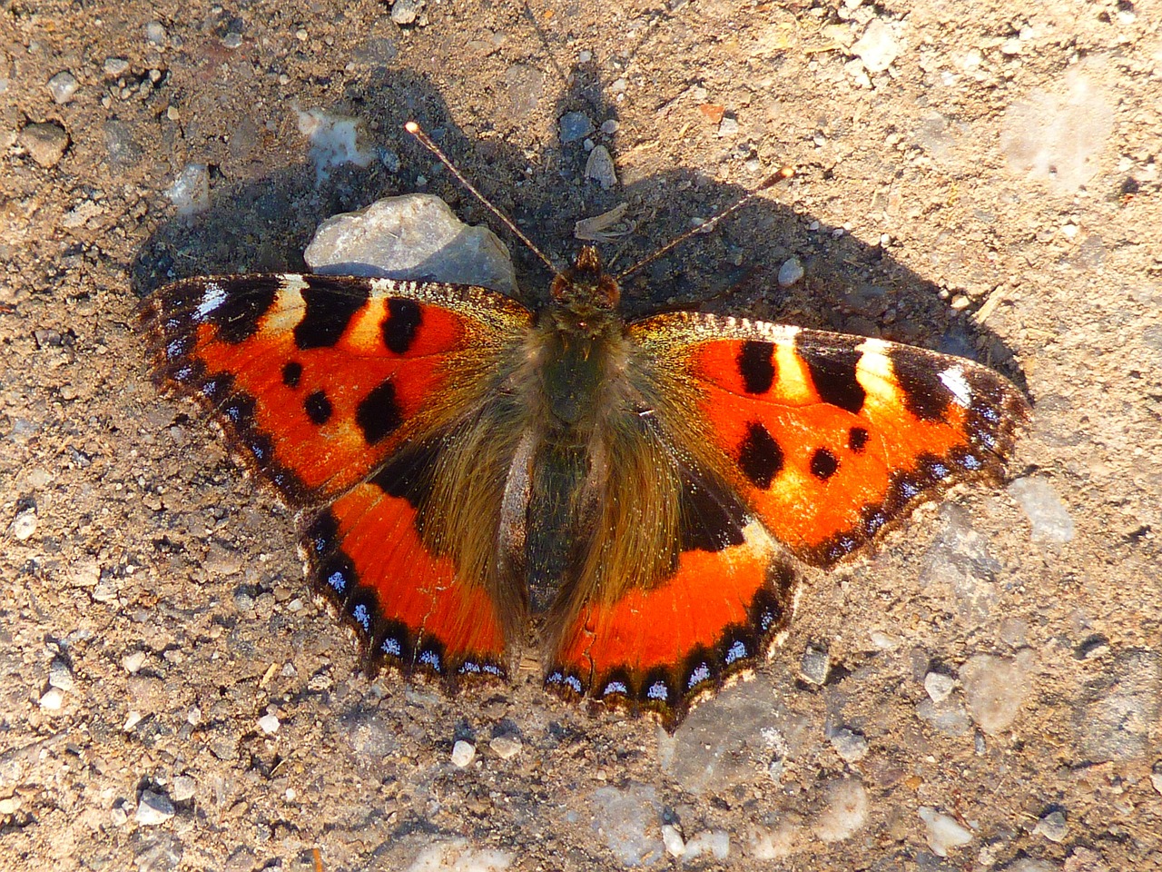 butterfly little fox colorful free photo