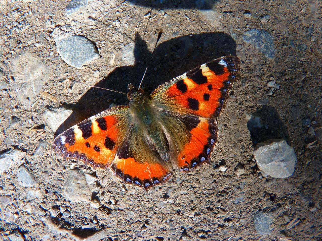 butterfly little fox colorful free photo