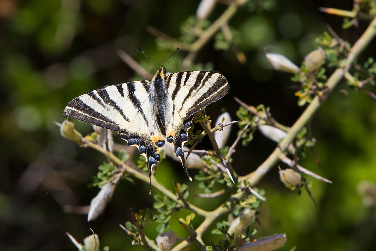 butterfly heraclides thoas swallowtail insects free photo