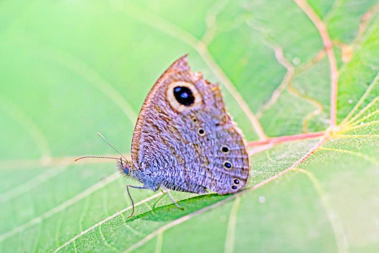 butterfly kerala india free photo
