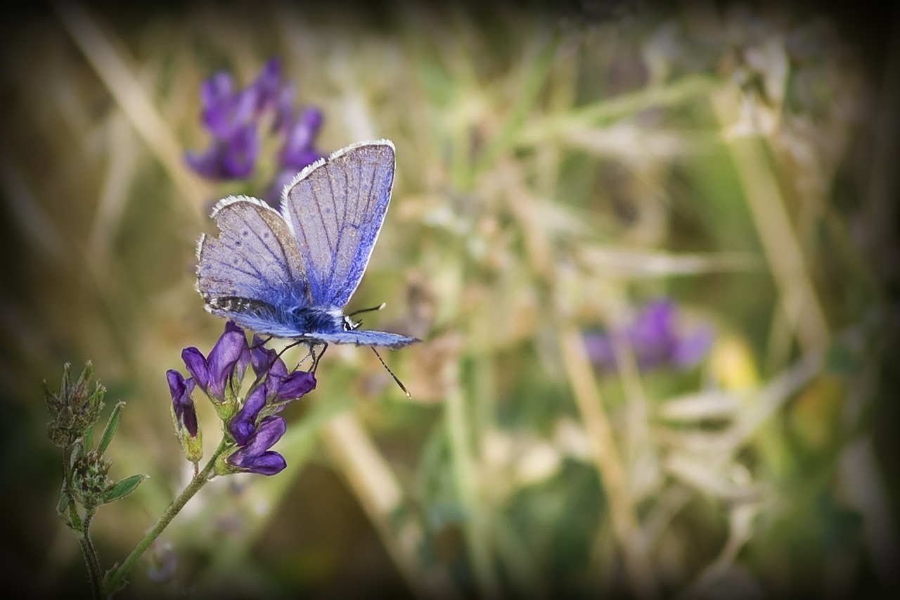 butterfly flowers nature free photo