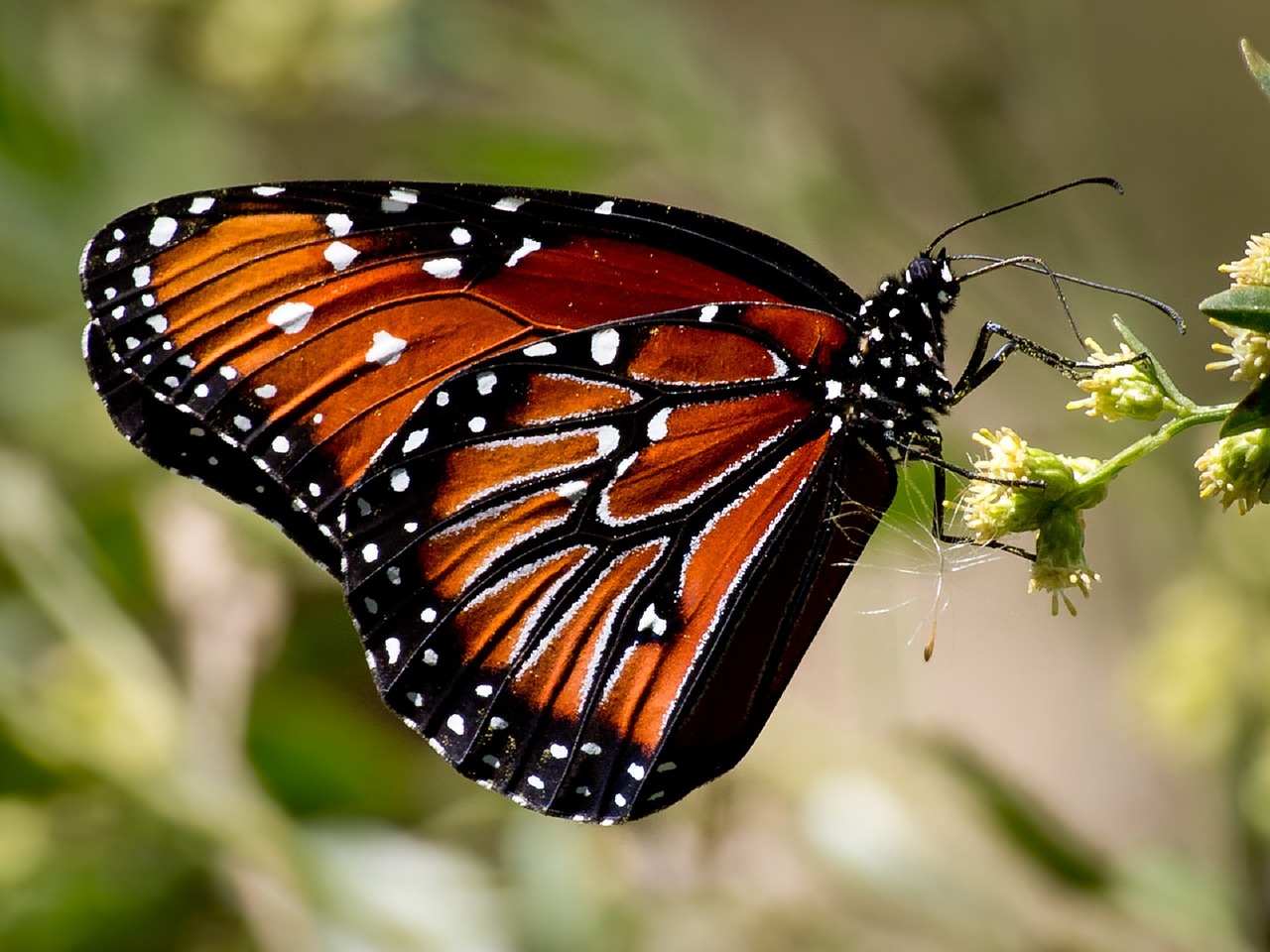 butterfly soldier insect free photo