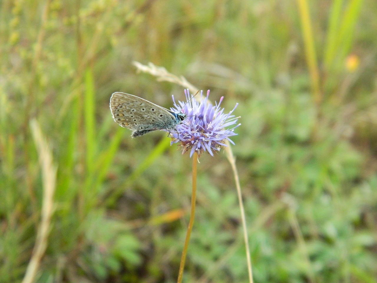 butterfly flower nature free photo