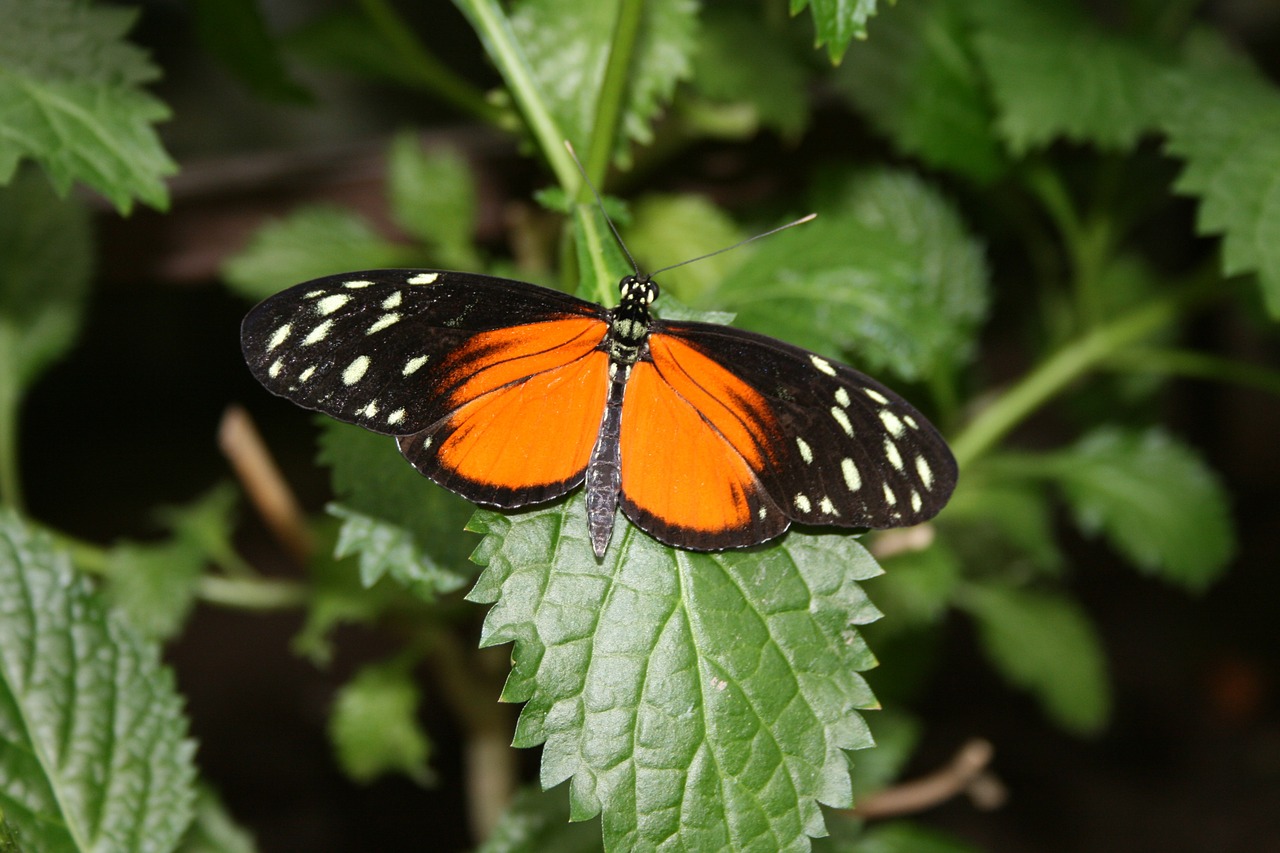 butterfly orange nature free photo