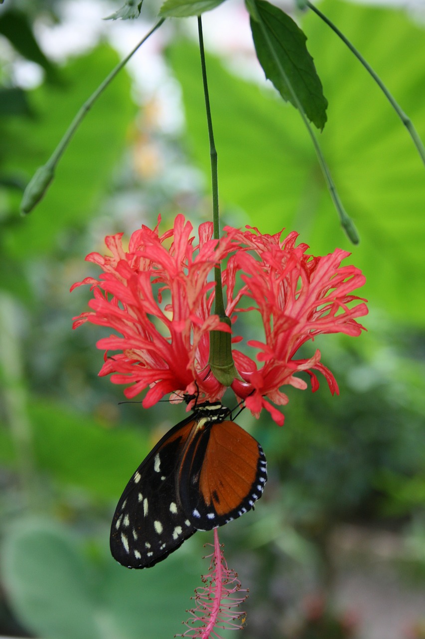 butterfly flower green free photo