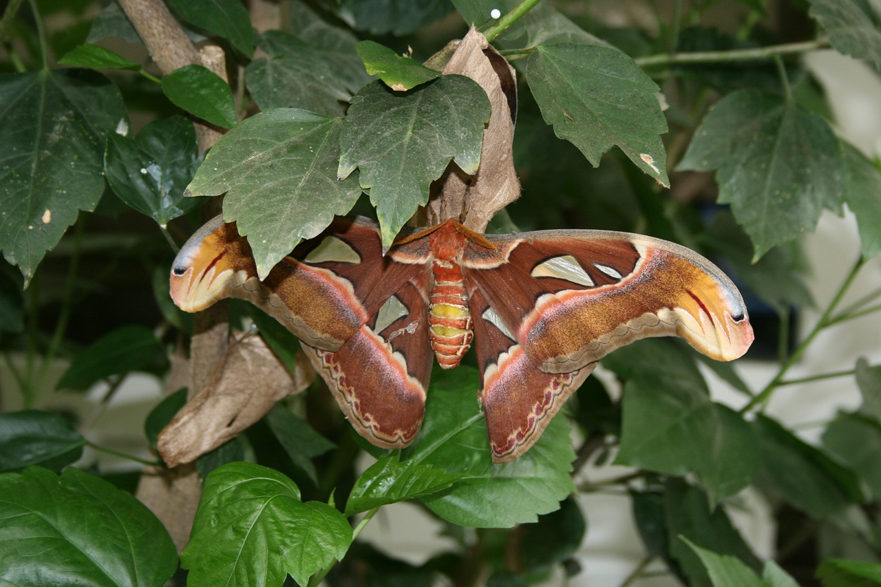 butterfly mot butterfly park free photo