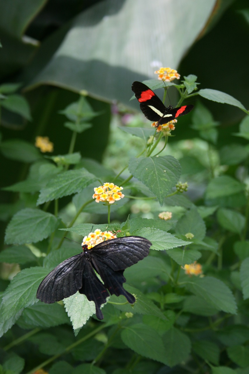 butterfly flower nature free photo