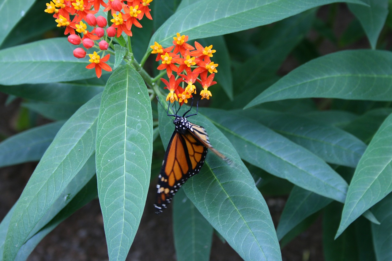 butterfly flower plant free photo