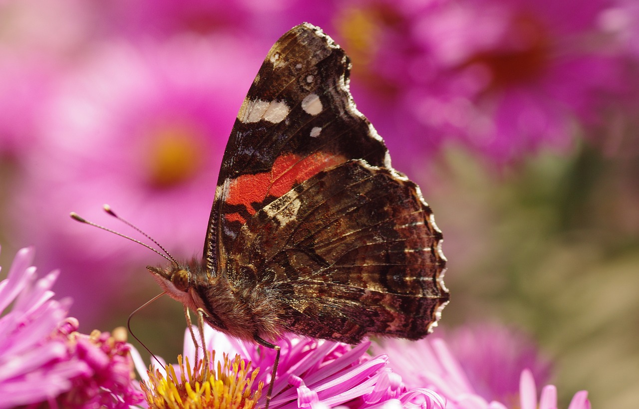 butterfly blossom bloom free photo