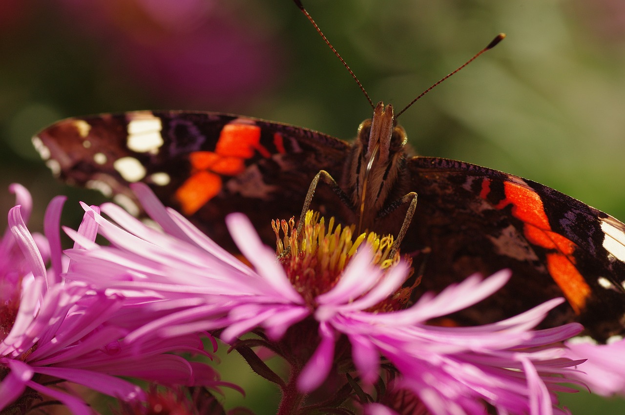 butterfly blossom bloom free photo