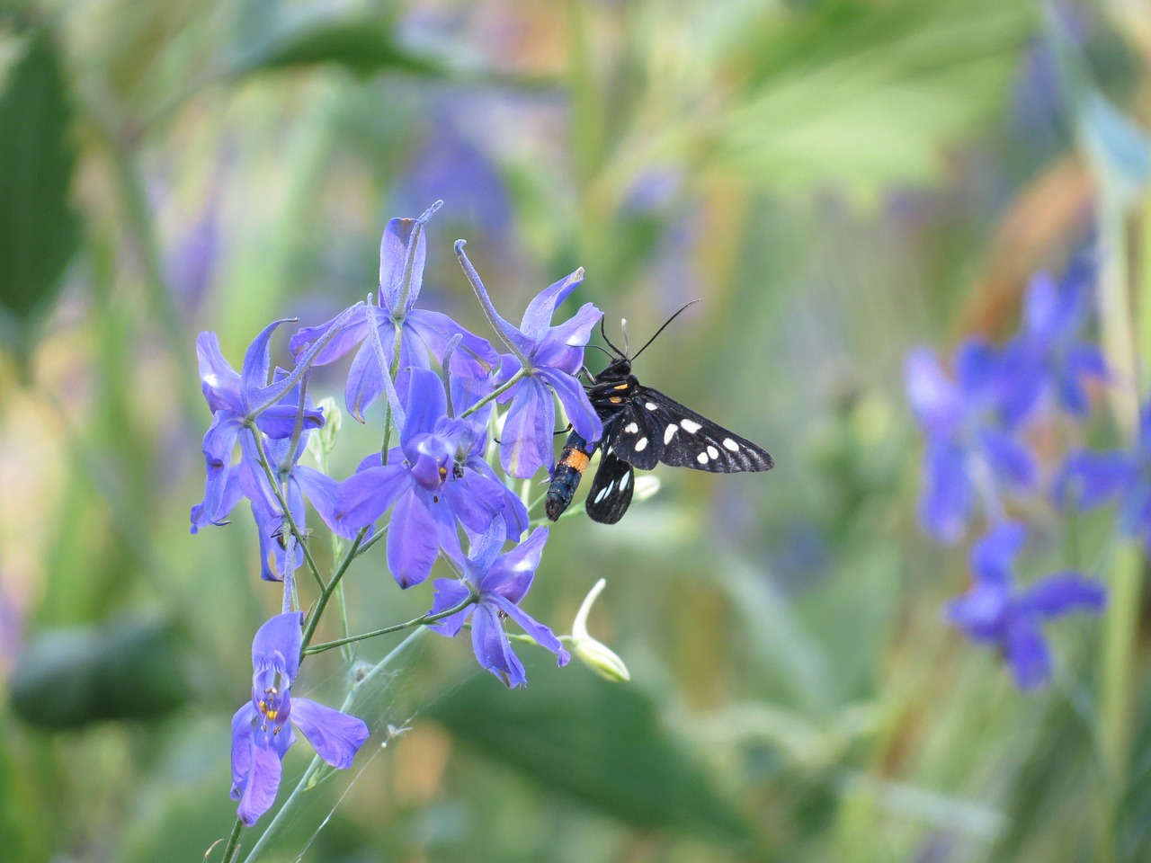 butterfly flower summer free photo