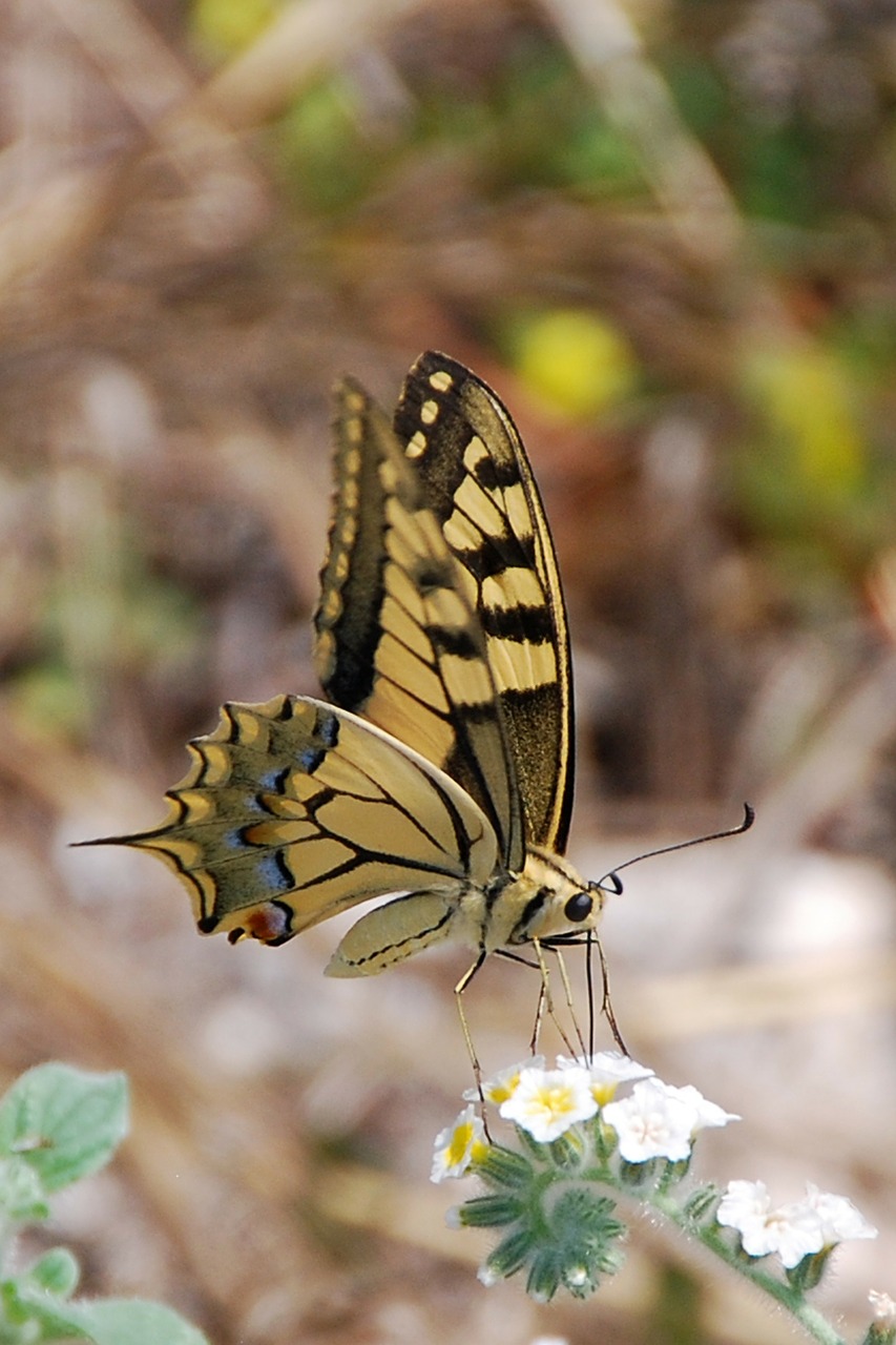 butterfly insect wing free photo