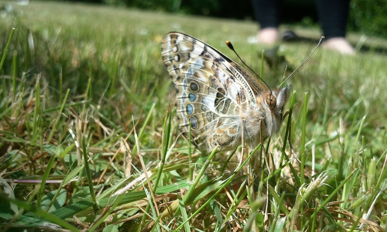 butterfly nature grass free photo