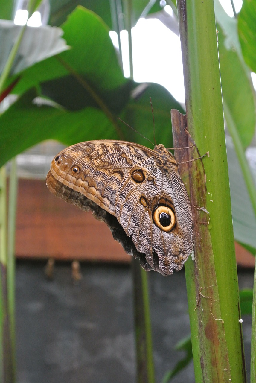 butterfly insect costa rica free photo