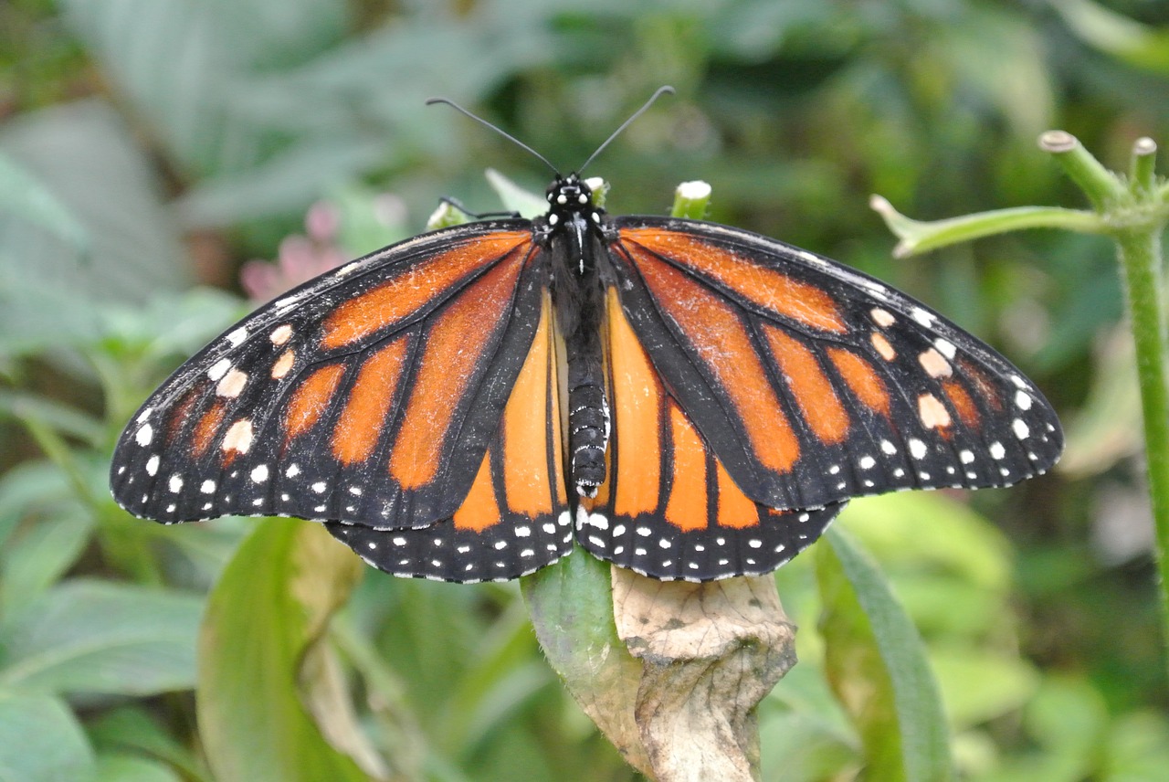 butterfly costa rica insect free photo