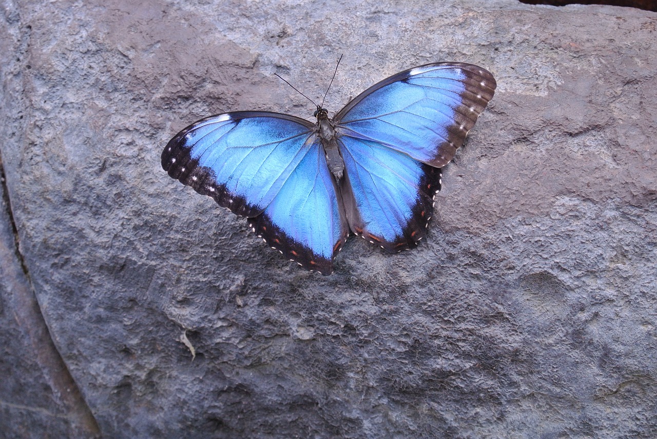 butterfly costa rica insect free photo