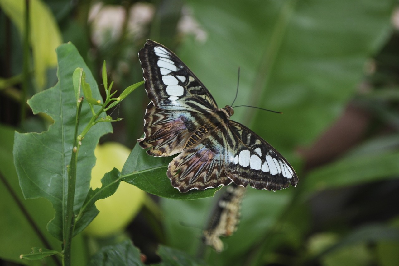 butterfly leaf wings free photo