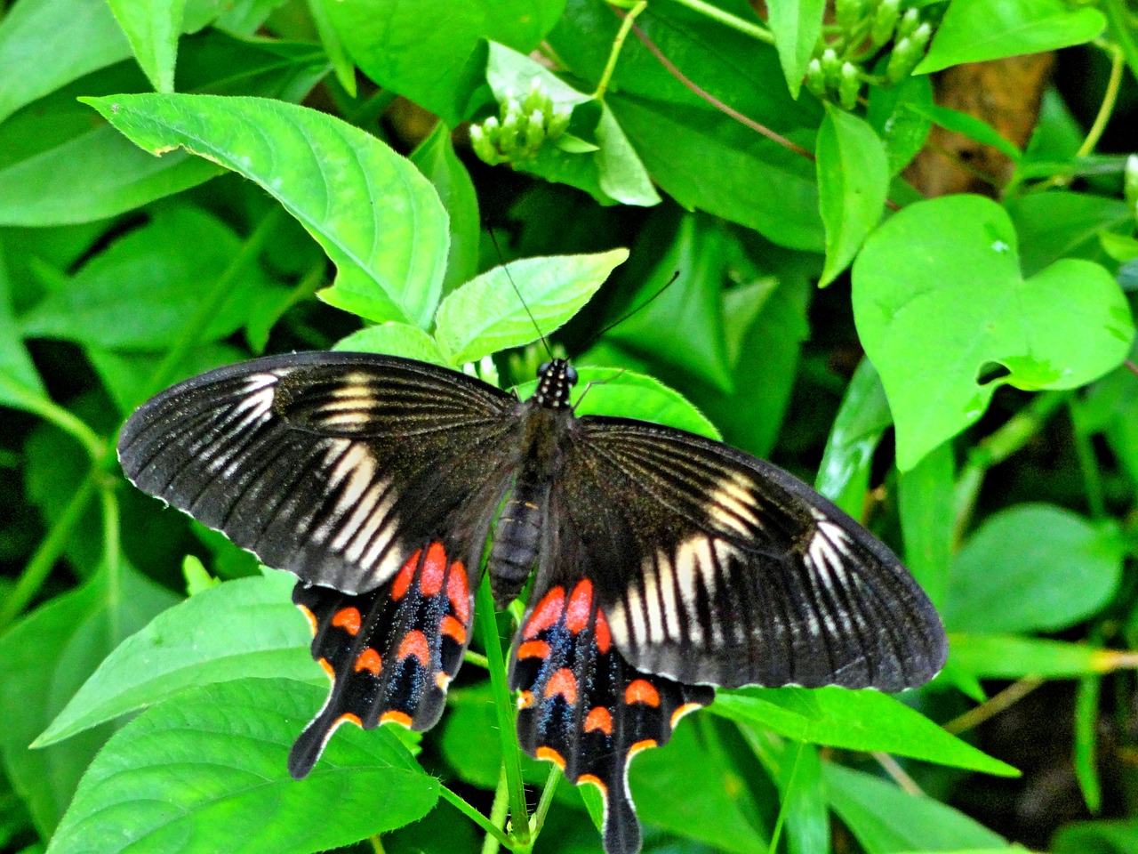 butterfly wild big free photo
