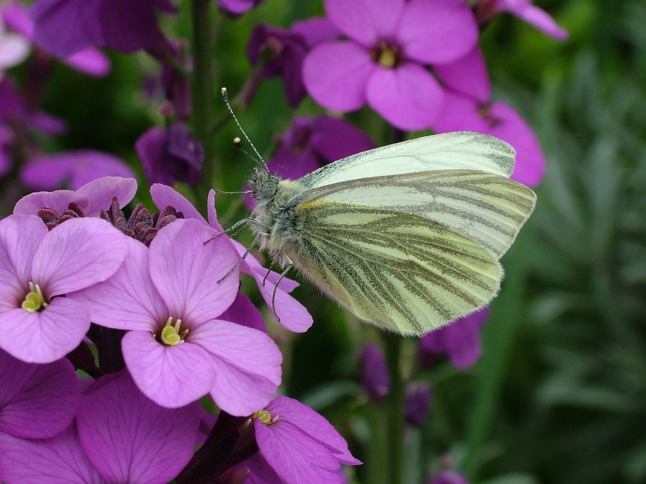 butterfly spring green-veined white free photo