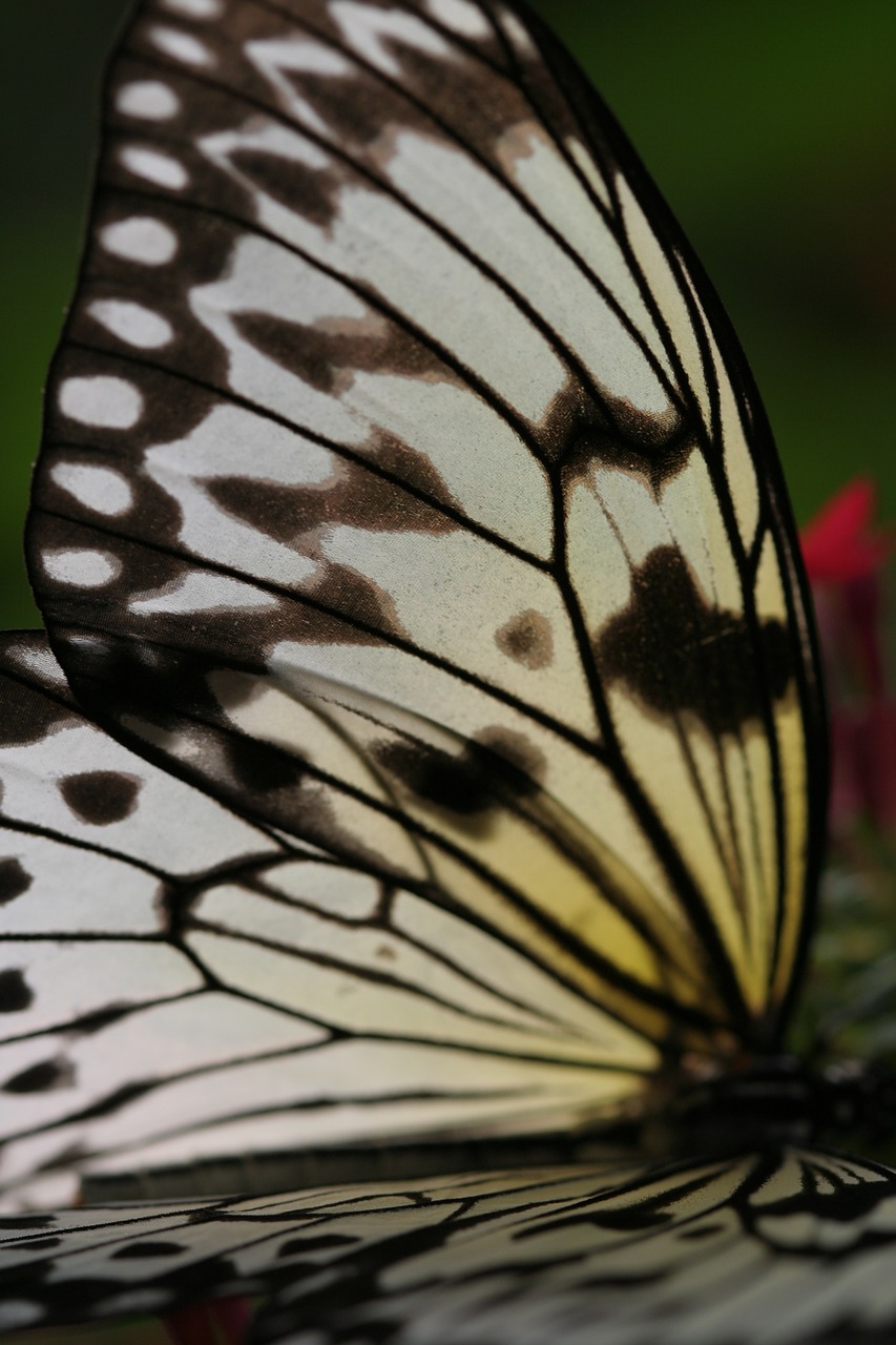 butterfly wings vladderen free photo