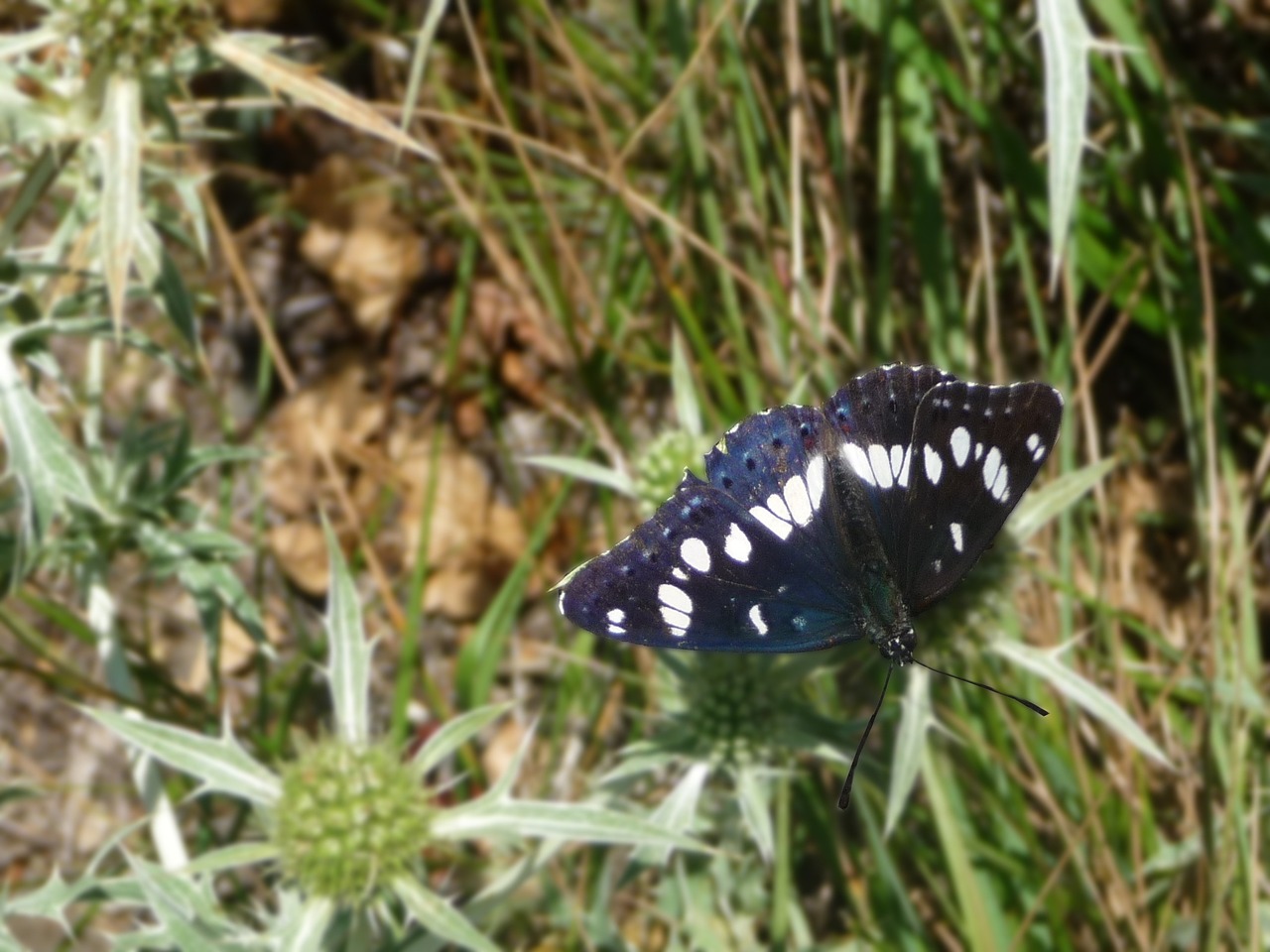 butterfly blue black free photo