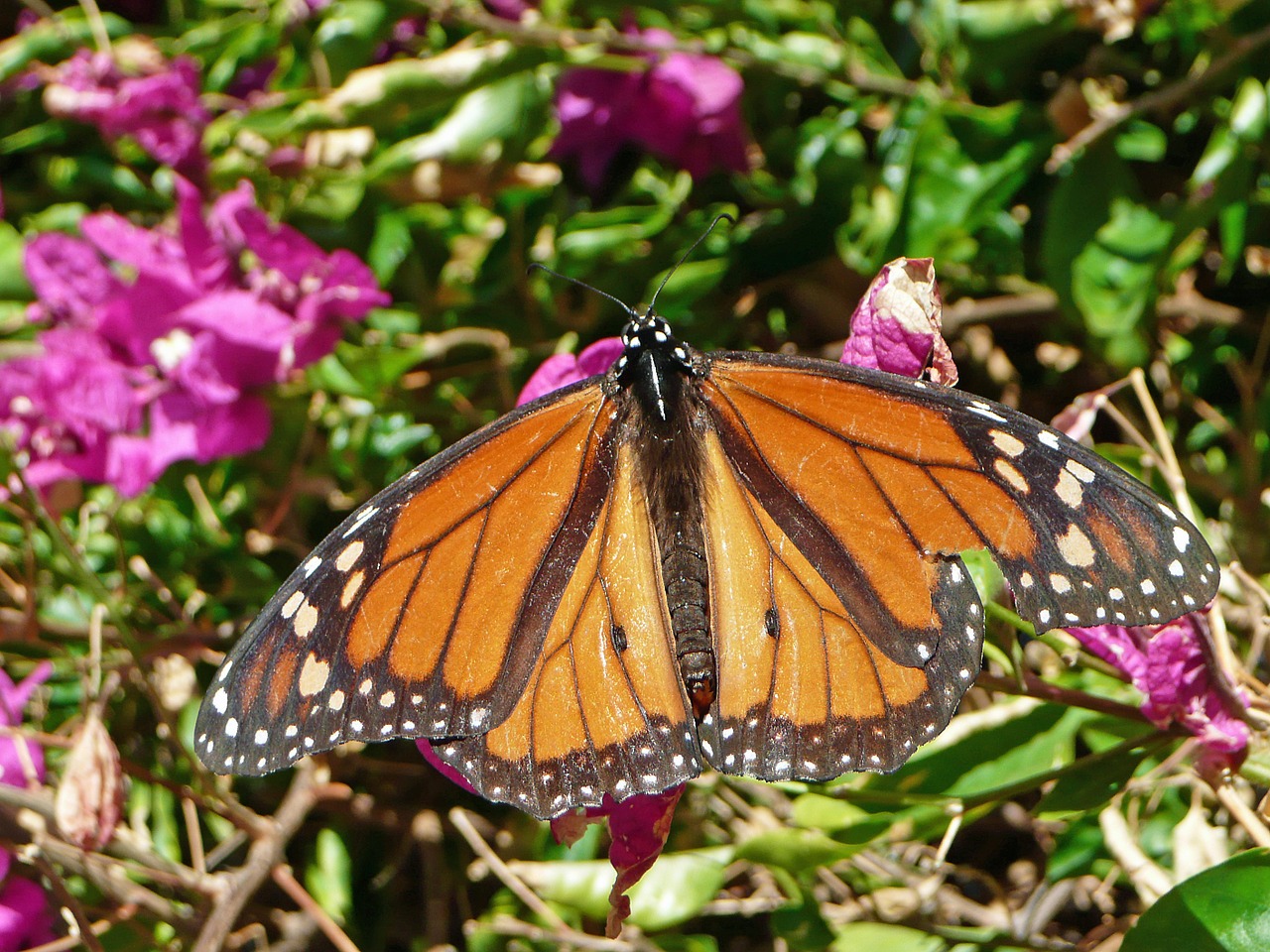 butterfly flower summer free photo