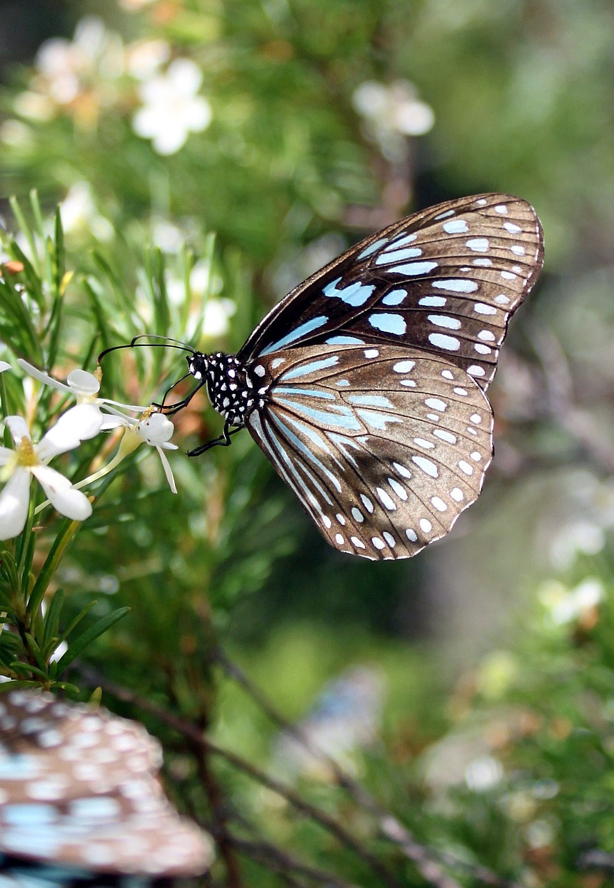 butterfly summer insect free photo