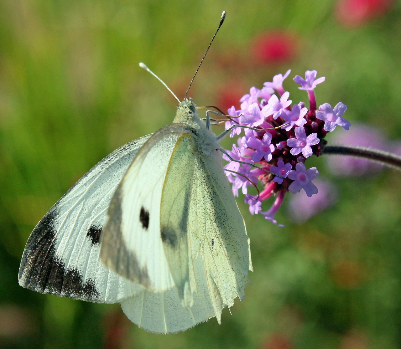 butterfly blossom bloom free photo