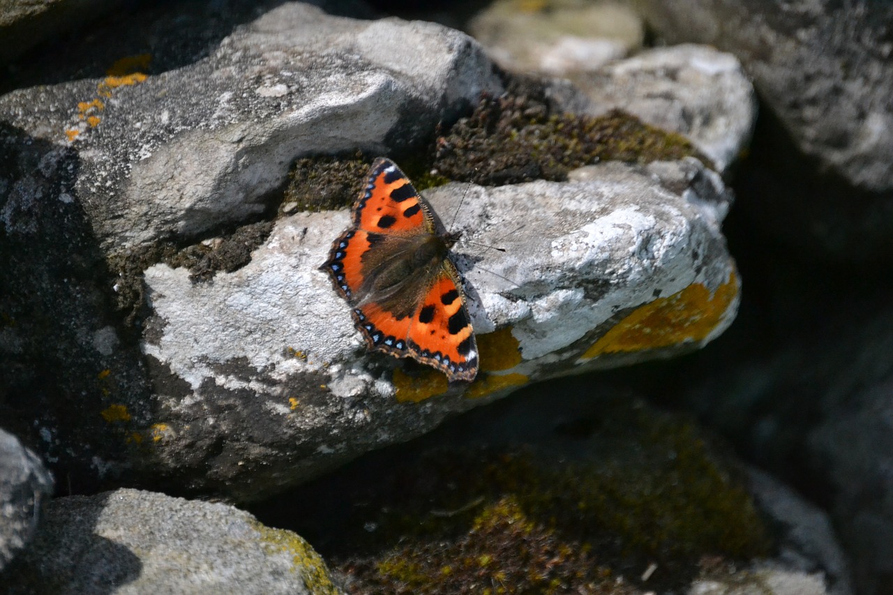 butterfly rock nature free photo