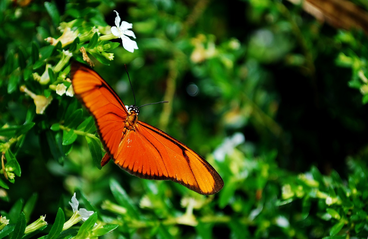 butterfly orange flower free photo