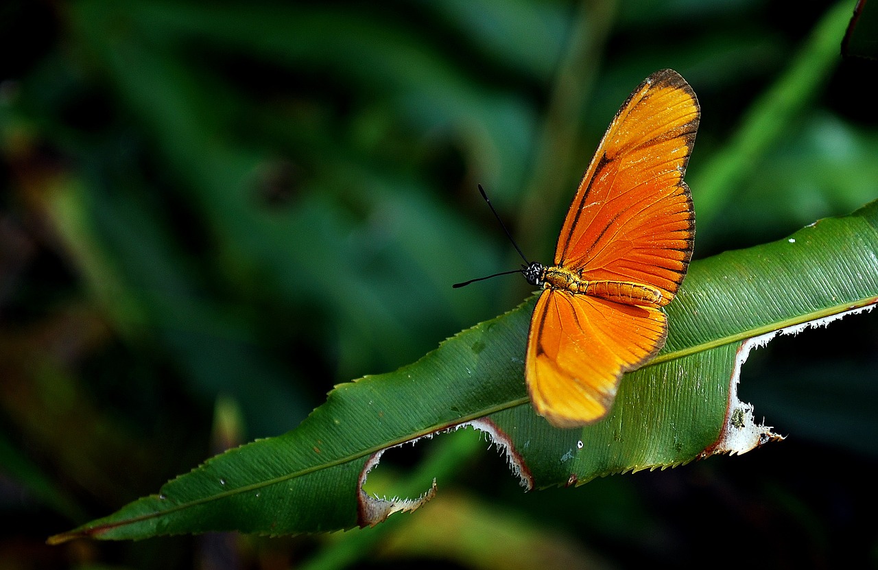 butterfly insect nature free photo