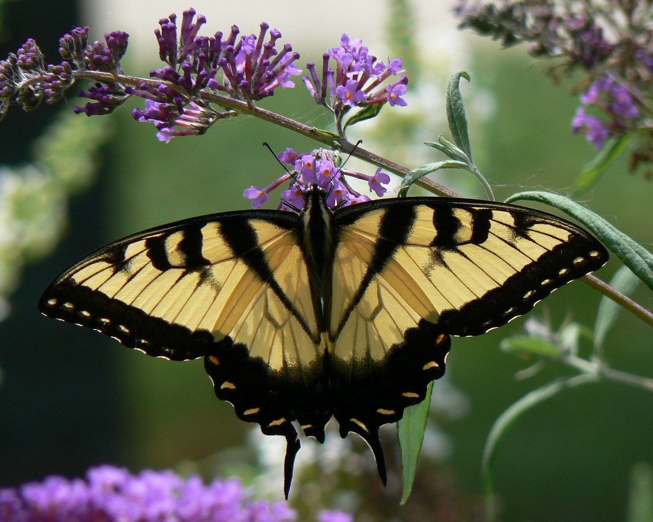 butterfly eastern tiger free photo