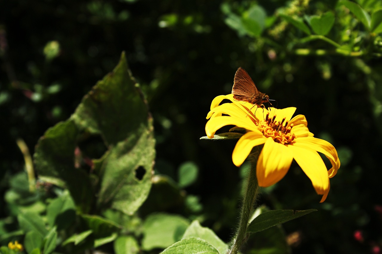 butterfly daisy flower free photo