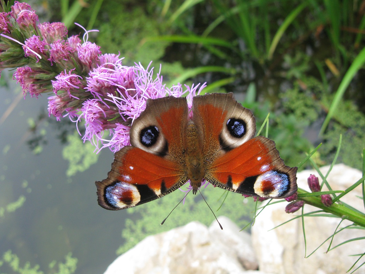 butterfly blossom bloom free photo