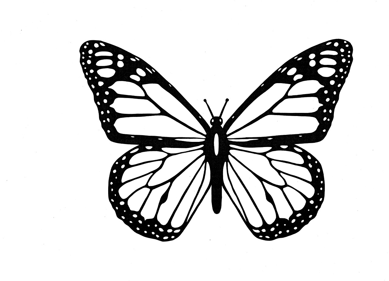 butterfly black and white contours free photo