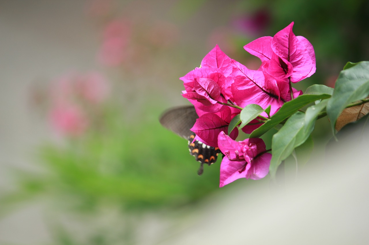 butterfly dance beautiful free photo