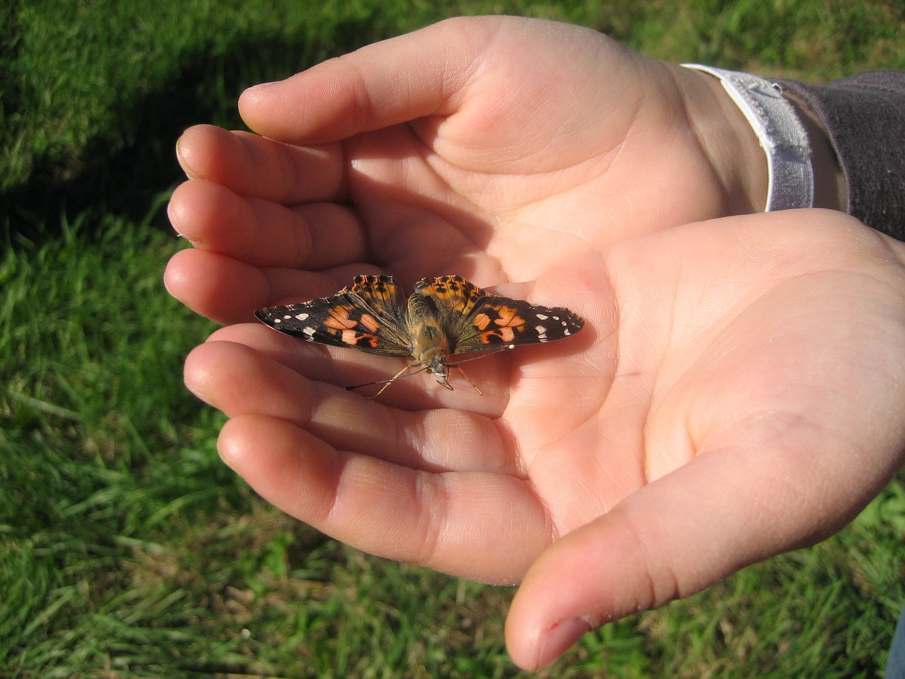 butterfly hands flight free photo