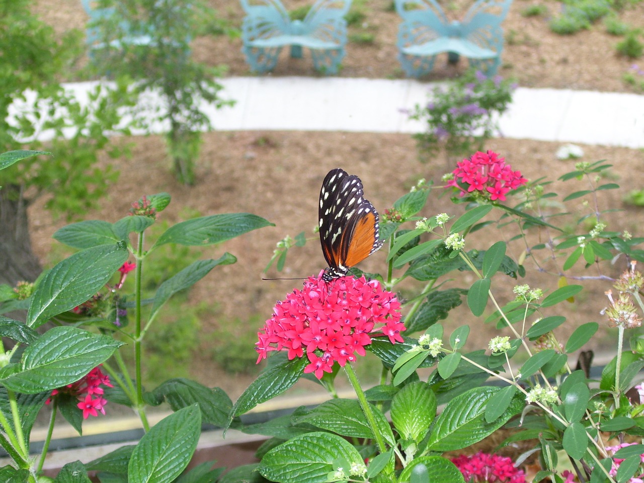 butterfly garden nature free photo