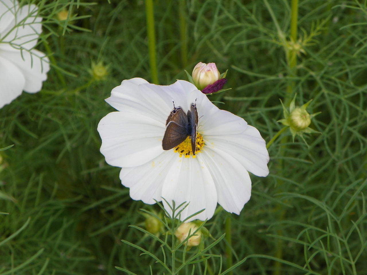 butterfly cosmos dance free photo