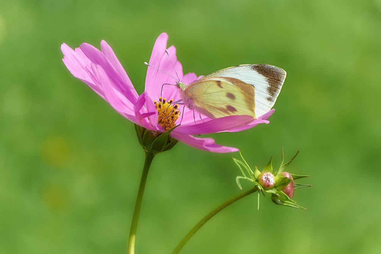 butterfly papilio insect free photo