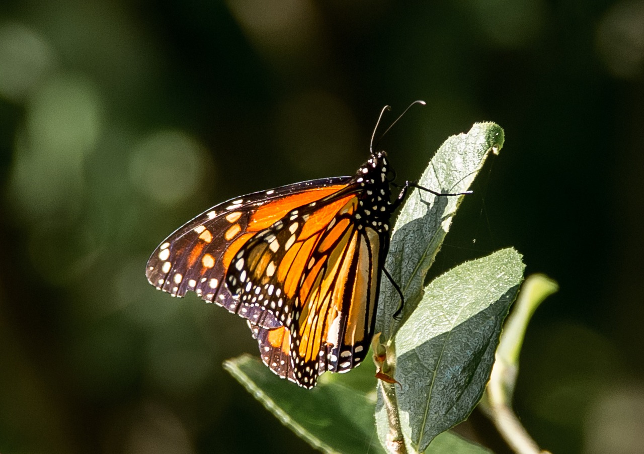 butterfly insect large free photo