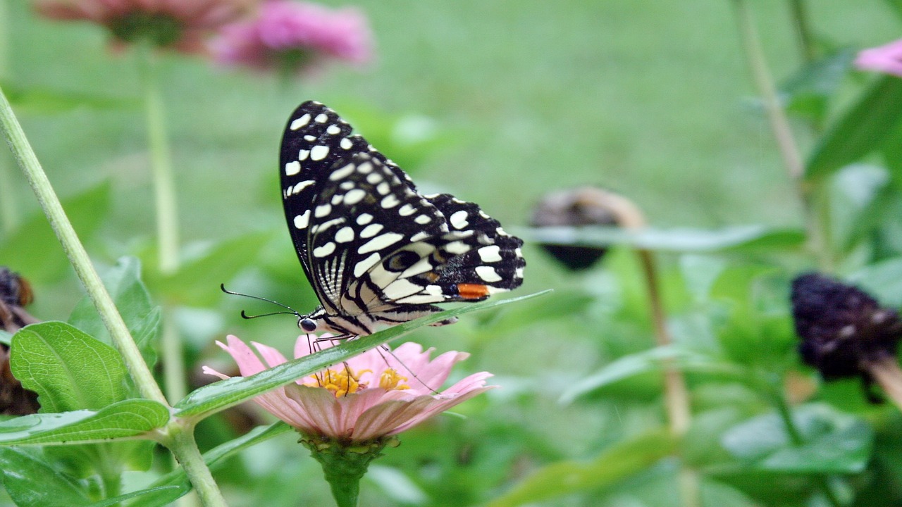 butterfly flower garden free photo